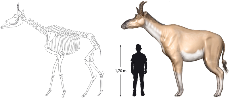 Decennatherium rex size comparison with a human. Credit: Ríos et al (2017)